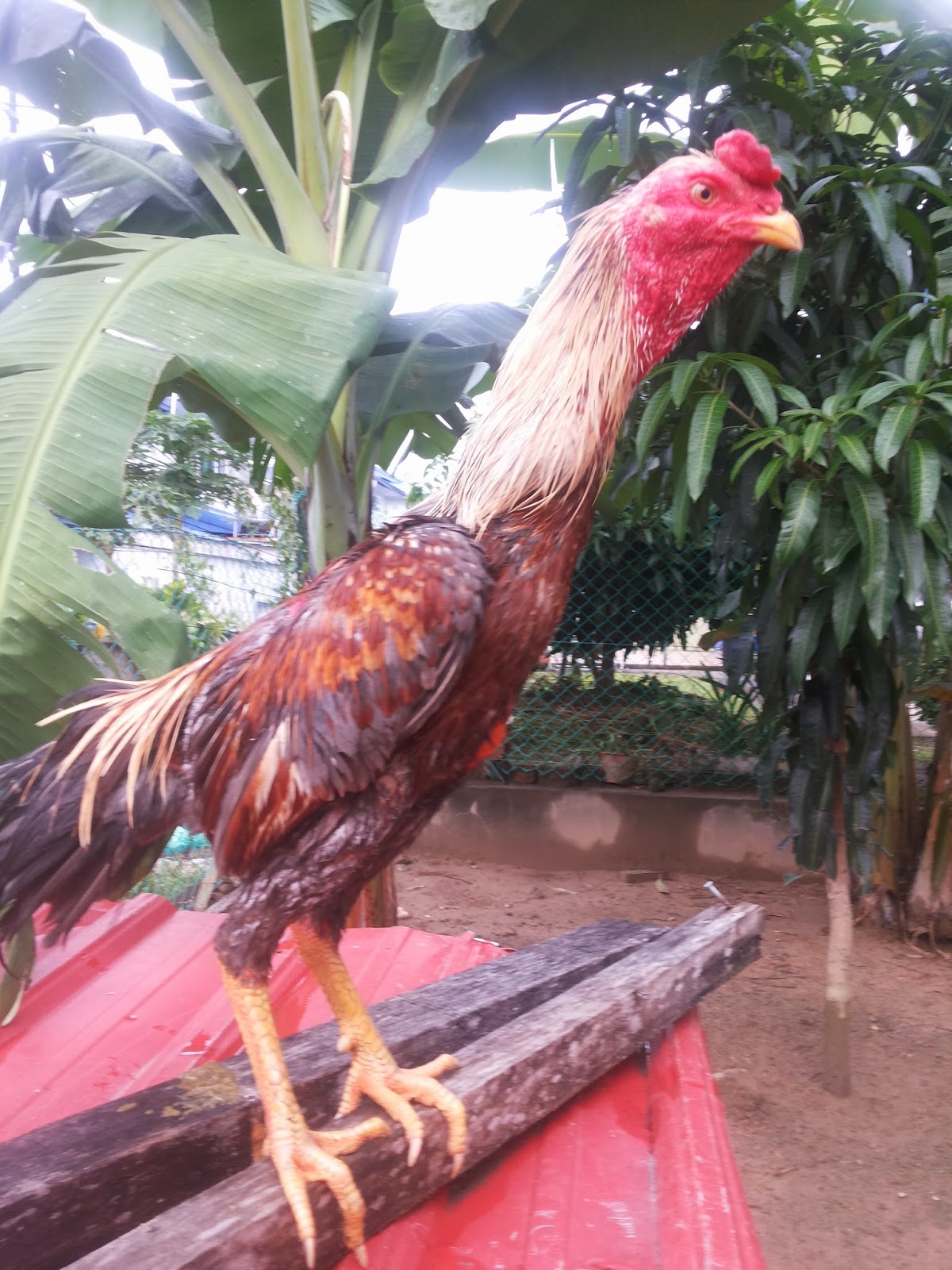 Ayam Sabung Sabah (Kota Kinabalu)
